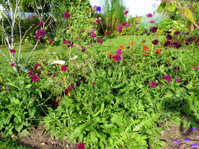 Knautia macedonica 'Cherry'